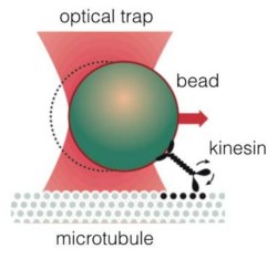 Monitoring of kinesin with the aid of an optical forceps
