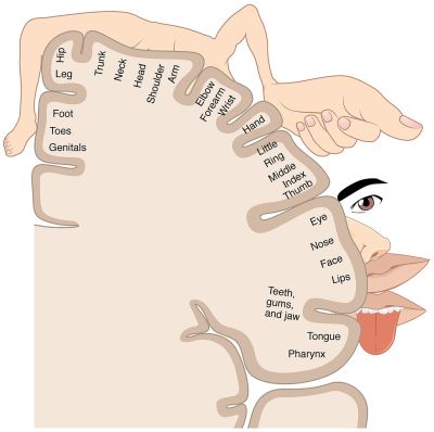 Homunculus: sensory mapping on our brain